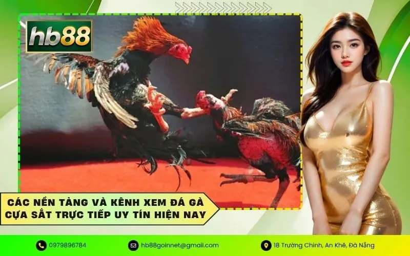 Các nền tảng và kênh xem đá gà cựa sắt trực tiếp uy tín hiện nay