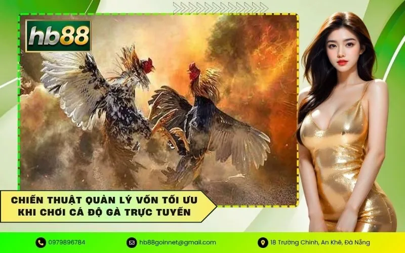 Chiến thuật quản lý vốn tối ưu khi chơi cá độ gà trực tuyến