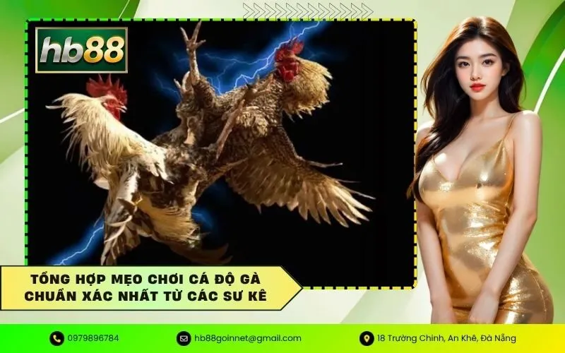 Chơi cá độ gà