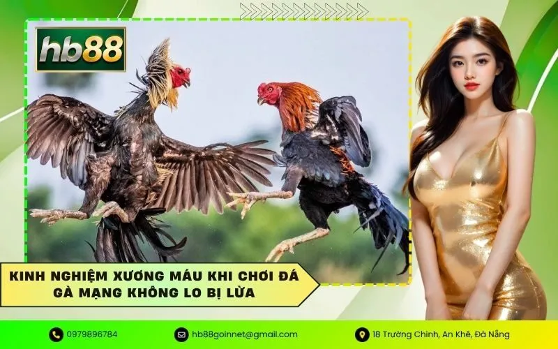 Chơi đá gà mạng
