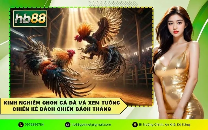 Kinh nghiệm chọn gà đá và xem tướng chiến kê bách chiến bách thắng
