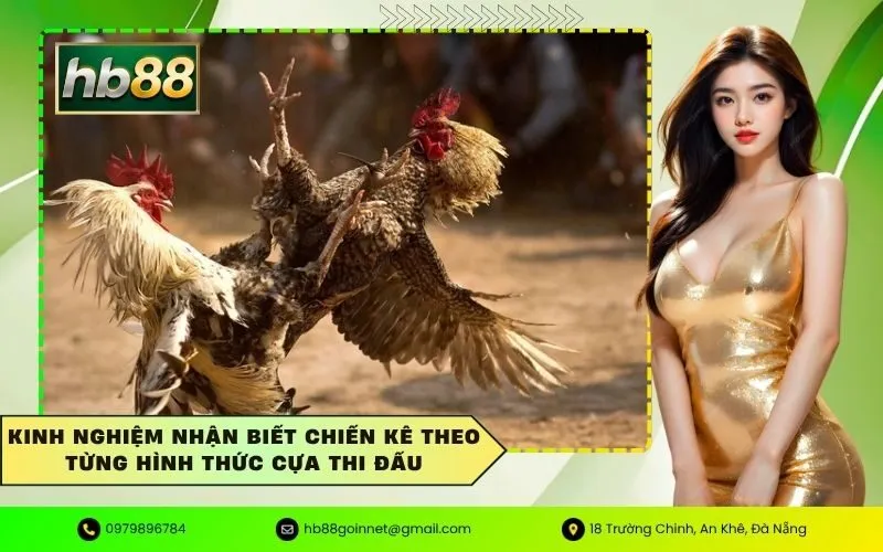 Kinh nghiệm nhận biết chiến kê theo từng hình thức cựa thi đấu