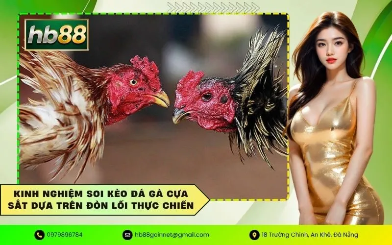Kinh nghiệm soi kèo đá gà cựa sắt dựa trên đòn lối thực chiến