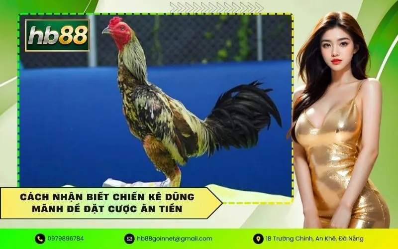 Nhận biết chiến kê