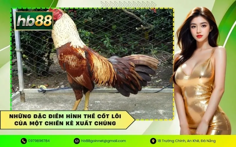 Những đặc điểm hình thể cốt lõi của một chiến kê xuất chúng