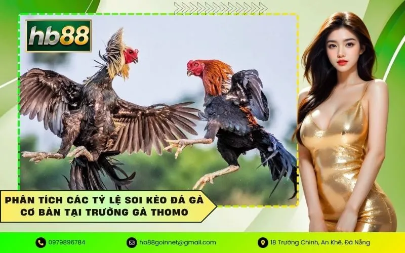 Phân tích các tỷ lệ soi kèo đá gà cơ bản tại trường gà Thomo