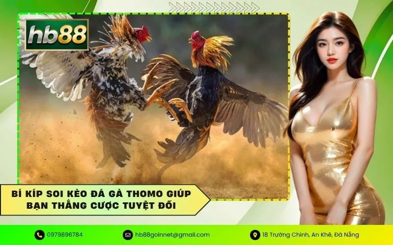 Soi kèo đá gà