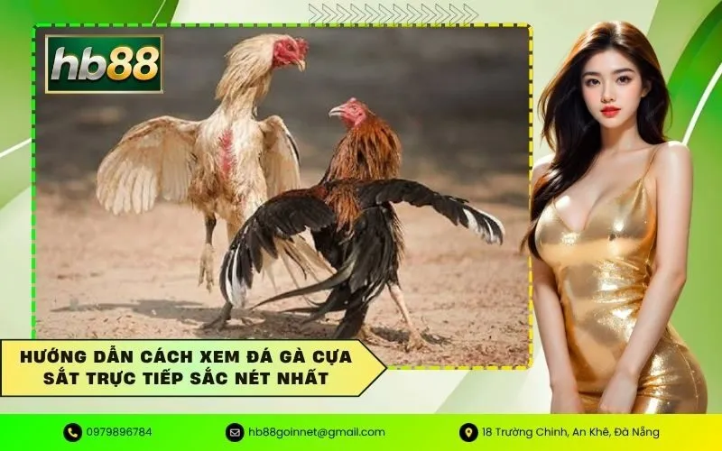 Xem đá gà cựa sắt